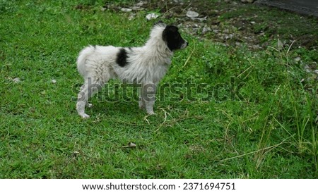A black and white dog standing on the grass in the garden.