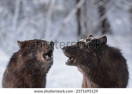 two howling canadian wolf in winter against the background of snowing.
