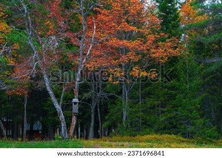 Autumn landscape with beautiful tree and birdhouse