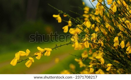 Close view of broom flowers, in the Landes of Gascogne forest