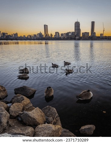 The canada geese along a river in Boston with a sunrise over the city.