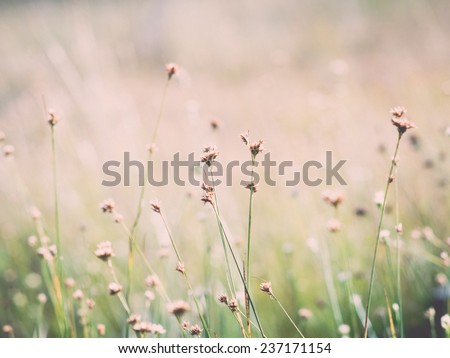 closeup of beautiful green grass with blur background - retro, vintage style look