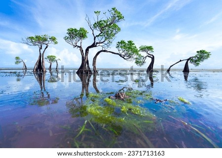 Mangrove  Sunset time at Walakiri Beach Sumba Island Indonesia
