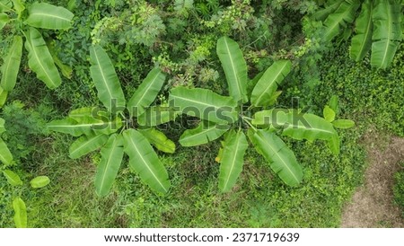Aerial top view of green trees, texture and background,view from above.