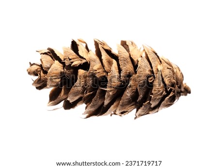 Cone of Pseudotsuga menziesii, Douglas fir, isolated on white background Royalty-Free Stock Photo #2371719717