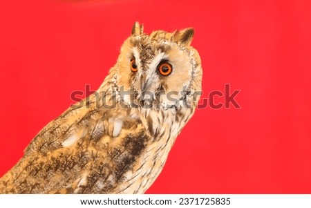 nocturnal long-eared owl bird with large eyes with a red background and thick plumage