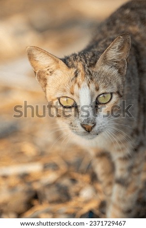 close up stray cat with yellow eye