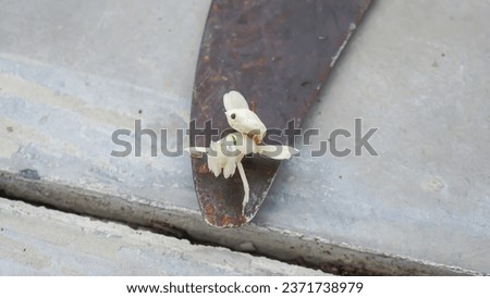Mantis grasshopper on an iron sickle with a tile floor background.
