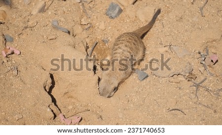 A beautiful meerkat burrows in the sand. A predatory mammal from the mongoose family