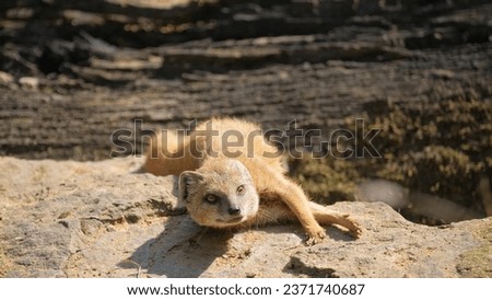Yellow fox mongoose lies on the ground and rests. Animals of wild nature