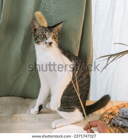 Young men plays with his beloved tabby cat kitten. The tabby cat sitting on desk with flowers, hug cat stock photo