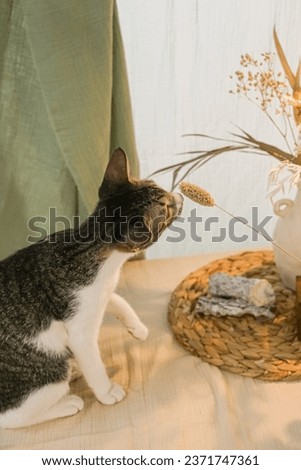 Young men plays with his beloved tabby cat kitten. The tabby cat sitting on desk with flowers, hug cat stock photo
