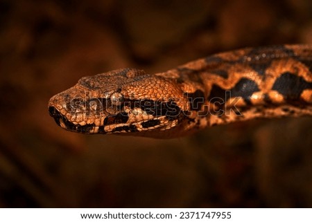 Madagascar Tree Boa, Sanzinia madagascariensis, big snake curled coiled up in the forest. Tree Boa, wildlife nature.Close-up detail in the forerst, Andasibe Mantadia NP, Madagascar. Snake portrait. Royalty-Free Stock Photo #2371747955