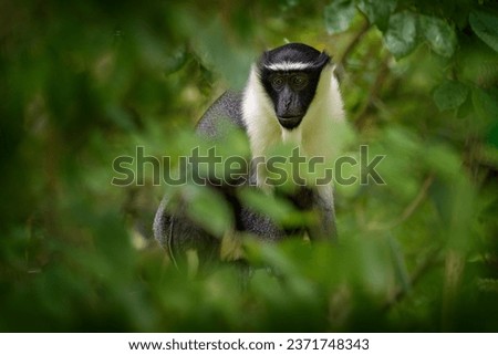 Roloway guenon, Cercopithecus roloway, Ivory Coast, Ghana. Grey white black monkey in nature forest habitat. Roloway guenon sitting in the green vegetation, hidden in leaves, wildlife nature, Africa Royalty-Free Stock Photo #2371748343