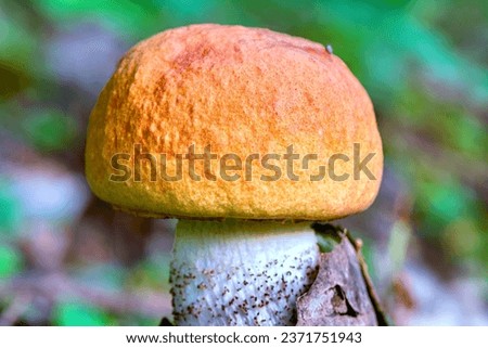 Boletus edulis mushroom growing in the forest, close up