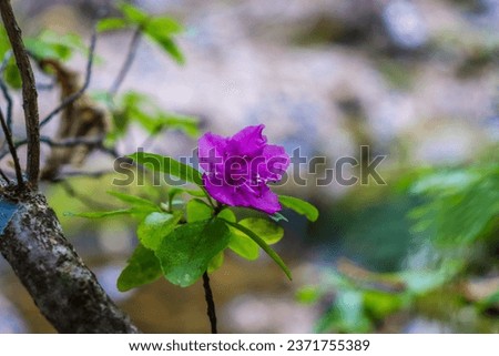 Selective focus. Tourism. Traveling in autumn. Rhododendron. Beautiful autumn background.