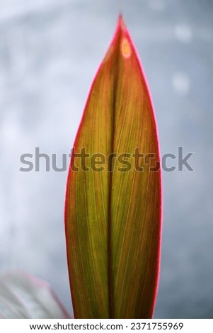 Ti plant leaves are very attractive for presentation backgrounds