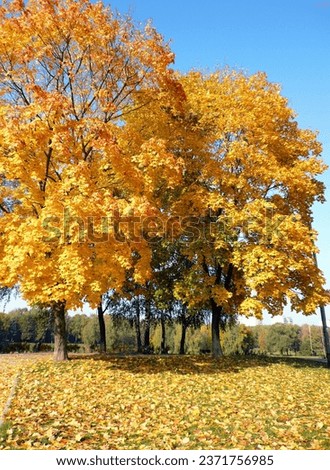 yellow maple alley at autumn