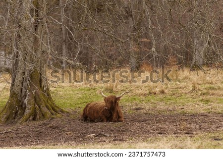 Tranquil Highlands: Hairy Cow at Rest in Pentland Hills