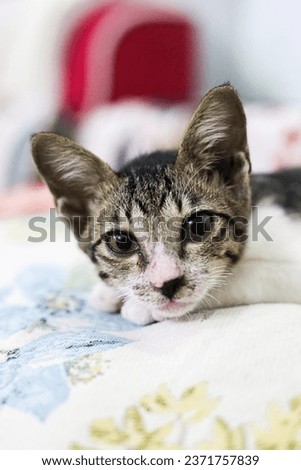 Cute short hair young asian kitten grey and black stripes home cat relaxing lazy on sofa portrait shot selective focus blur home indoor background stock photo