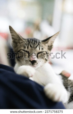 Cute short hair young asian kitten grey and black stripes home cat relaxing lazy on young girl blue tee shirt portrait shot selective focus blur home indoor background stock photo