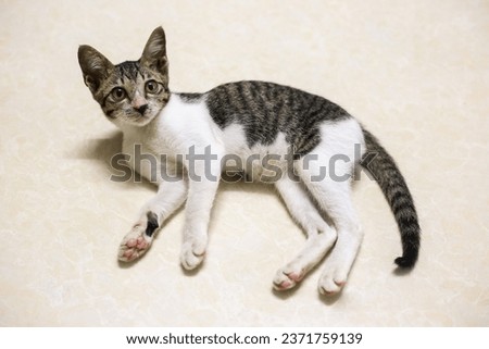 Cute short hair young asian kitten grey and black stripes home cat relaxing lazy on light floor portrait shot selective focus blur home indoor background stock photo