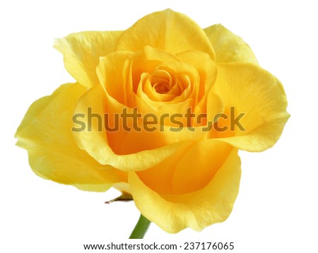 Yellow rose with green leaves isolated on white