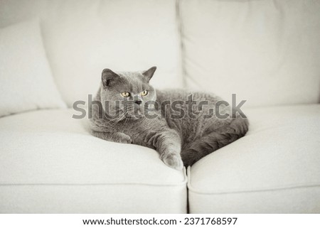 Elegant grey British Shorthair cat lying down in the middle of a beige couch looking up  n a house in Edinburgh, Scotland, United Kingdom