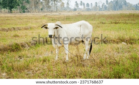 a picture of a white Nelore cow grazing on a large area of grass. The rope that is attached to the cow is intended to prevent the cow from wandering too far when grazing