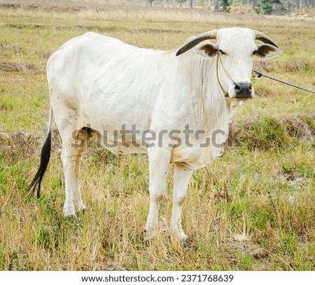 a picture of a white Nelore cow grazing on a large area of grass. The rope that is attached to the cow is intended to prevent the cow from wandering too far when grazing