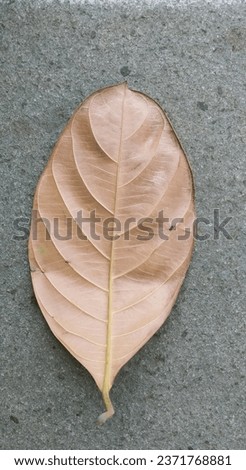 Close up dry Leaf texture on stone background