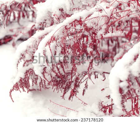 Plant branch under the snow, natural vintage winter background, macro image.