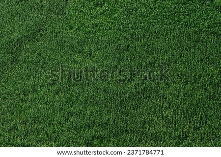 Pictures of beautiful natural landscapes, corn field