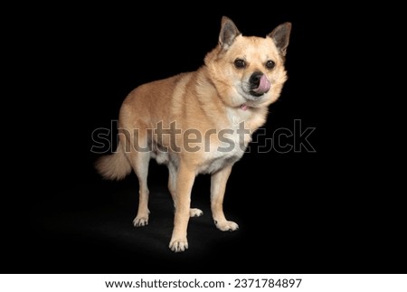 little senior dog on a black background