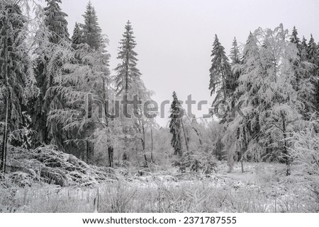                  winter forest on a gloomy day               Royalty-Free Stock Photo #2371787555