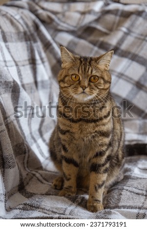 cat with yellow eyes sitting on the bed
