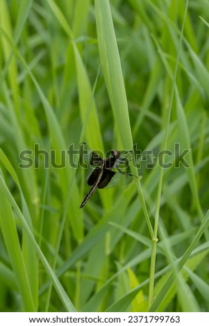 Black and beige dragonfly with black markings on it's wings perched on tall grass in rural Minnesota, USA.
