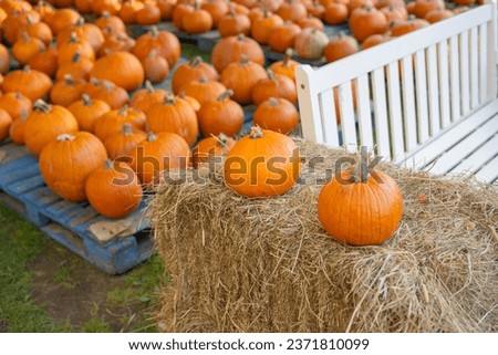 Display of fall pumpkins - shallow depth of field