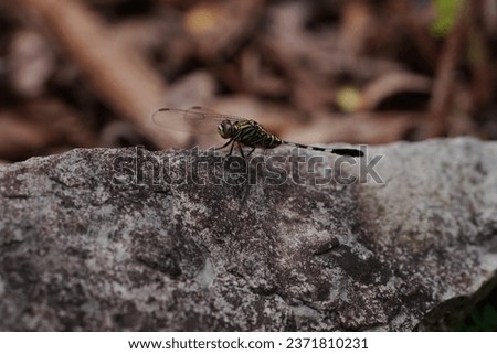 
In the tranquil landscapes of Asia, a vibrant dragonfly with its mesmerizing iridescent wings finds a peaceful perch upon a sun-kissed rock, adding a touch of ephemeral beauty to the natural world.