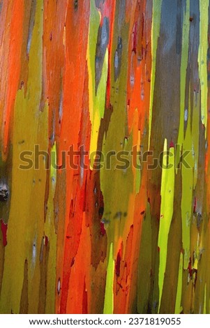 Close up details of the bark of a Eucalyptus Gum Tree in Hawaii. 
