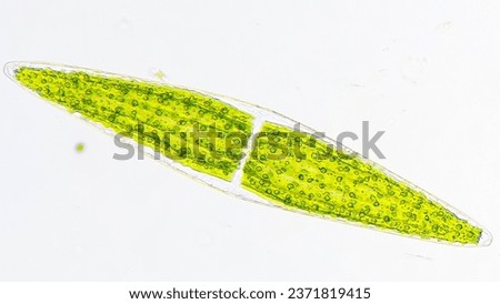Freshwater phytoplankton under microscope. The species is probably closterium lunula. live cell. 100x microscpe magnification + camera zoom. Stacked photo Royalty-Free Stock Photo #2371819415