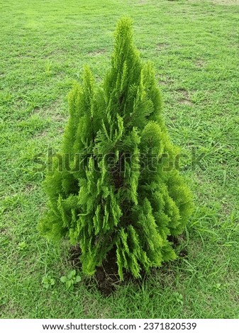 Emerald Green Arborvitae , coniferous, Pine tree, pinus Royalty-Free Stock Photo #2371820539