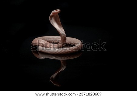 standing albino javan spitting cobra on reflective surface, naja sputatrix, solid black background Royalty-Free Stock Photo #2371820609