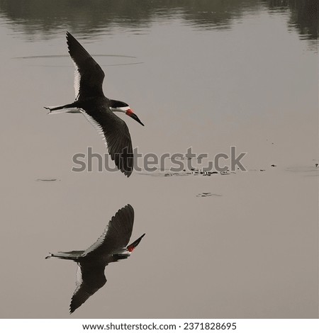 Black Skimmer Glides Over Calm Still Peaceful Waters Green Pond SC South Carolina Donnelley WMA