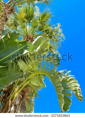 Tropical plant varieties, summer background