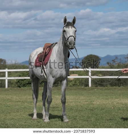 Dapple grey horse in sports harness stands in corral farm on blue sky background. Animal Feeding. The Thoroughbred horse in a paddock. The concept of human-nature relations.