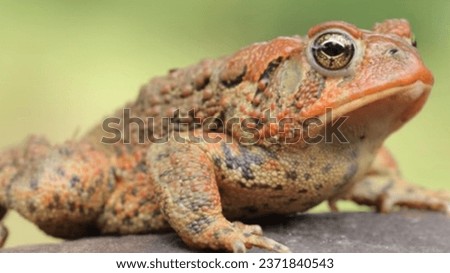 Toxic rainforest frog with vibrant colors, a deadly amphibian species Royalty-Free Stock Photo #2371840543