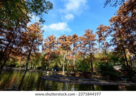 Landscape with many large green, yellow, orange and red old bald cypress trees near the lake in a sunny autumn day in Parcul Carol (Carol Park) in Bucharest, Romania