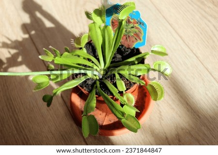 Dionaea Muscipula carnivorous plant in bloom in a pot