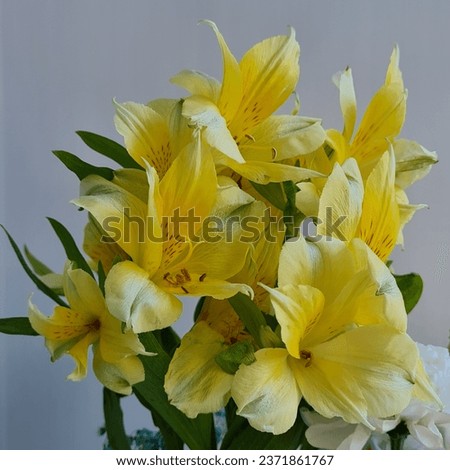 Yellow alstroemeria flowers on a gray background.
